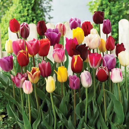 Triumph Mix, Tulip - 10 Bulbs image number null
